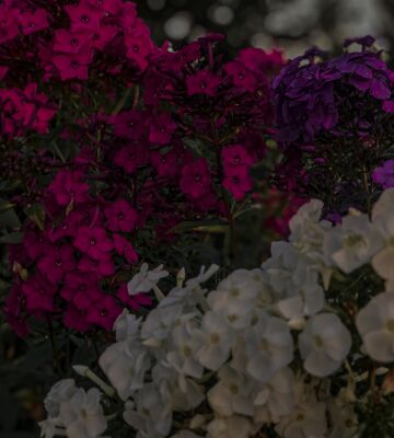 img4165649.png