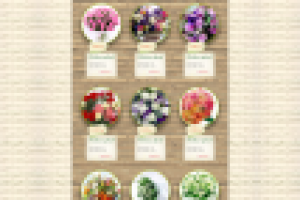 Доставка цветов