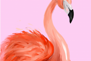 Фламинго (иллюстрация)