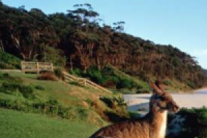 Развлекательные и тематические тексты по Австралии