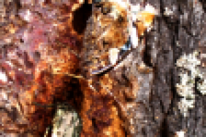 Бабочка и жук