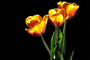 Работа 2199087