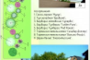 Древесно-кустарниковая группа