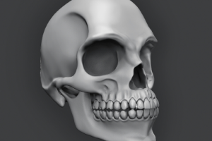 Skull. ZBrush render