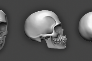 Skull. ZBrush shots