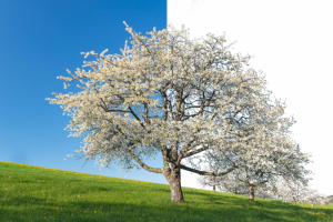 Удаление сложного фона