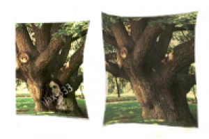 Кудесница леса Алеся.