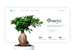 Ficus — макет баннера