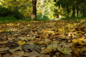 Осень в парке