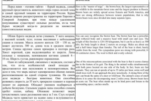 Перевод научной статьи про медведя