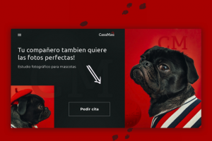 Фотостудия для домашних питомцев.