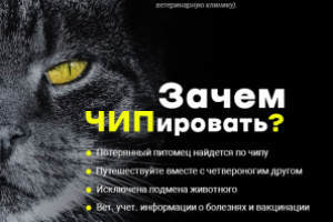 Баннер для ветклиники