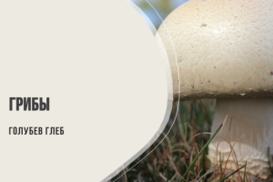 Грибы