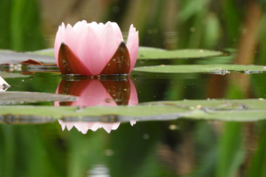 Работа 4124246