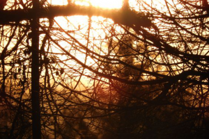 Работа 4124243