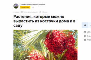 Растения, которые можно вырастить из косточки