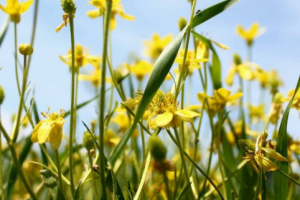 Весенние степные цветы