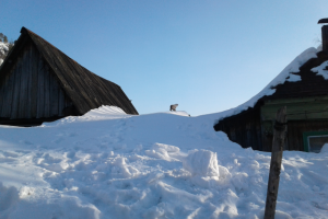 Фотография "Снежный барс на крыше"