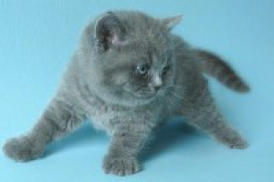 Если вы решили завести котенка британской породы