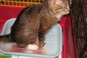 Мочекаменная болезнь у собак и кошек