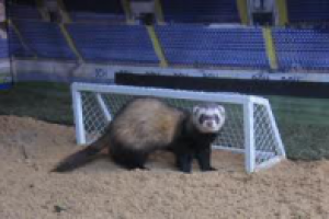 Оберег харьковской команды