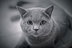 Обработка фото с котом