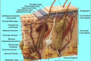 Слои кожи