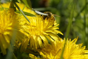 Работа 3982142