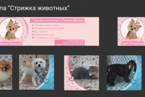 Группа Вконтакте "Стрижка животных"