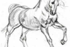 Рисунок лошади3