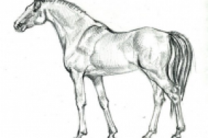 Рисунок лошади 2
