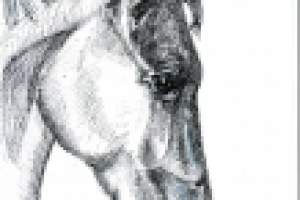 Рисунок лошади