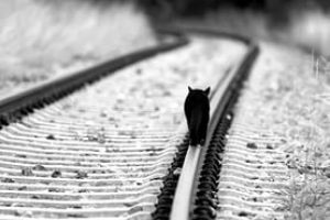 Уйти не уходя (авторская)