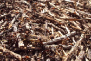 Ударные работники