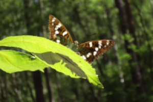 Манящий взгляд