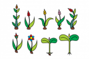 Ростки сказочных цветов