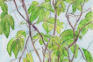 Дикий виноград