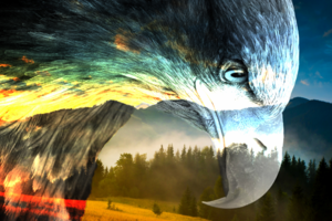 Eagle photo