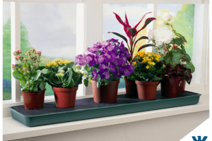 Магазин комнатных цветов