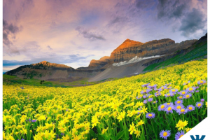 Магазин натуральных продуктов из Алтая