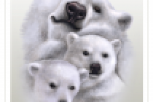 Семья белых медведей