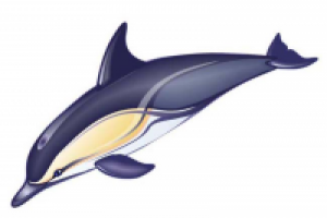Delphinus delphis