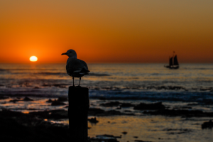 Проект для документального фильма