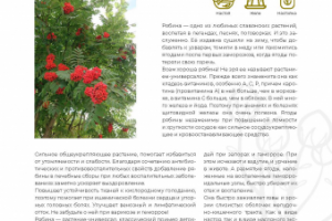 фитоброшюра для размещения на сайте