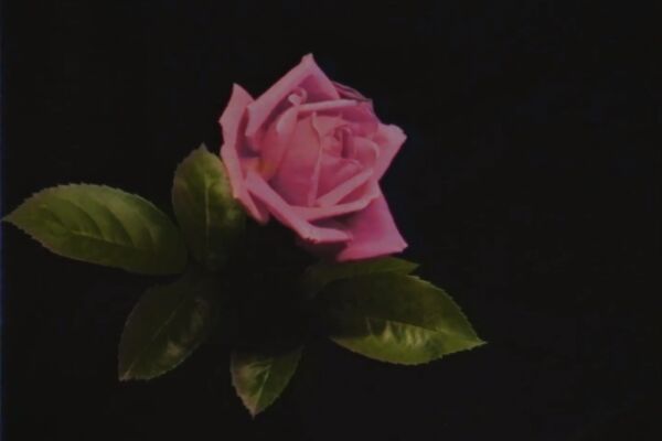 img4087942.png