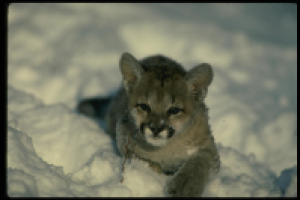 Природа и дино