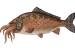 миньон-ктулху