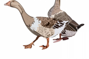 Принт на футболку (отрисовка).