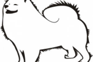 Лайка-самоед.