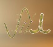 img555444.png